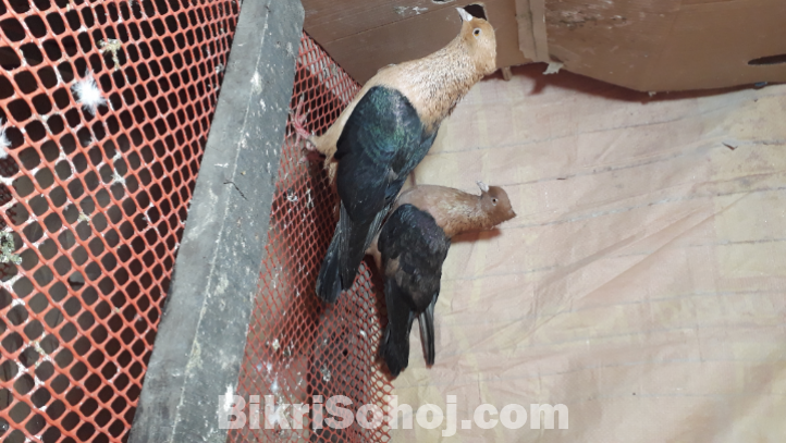 ব্লেক গোল্ড আর্চ এঞ্জেল কবুতর